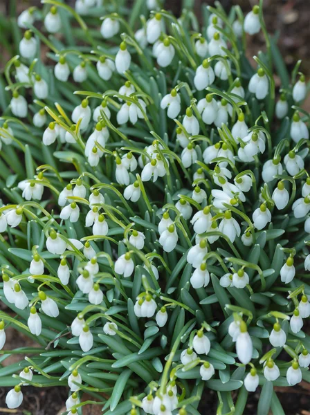 Spring Blossom bakgrund — Stockfoto