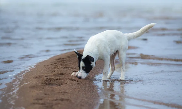 Spotty bâtard sent le sable sur le bord de la mer . — Photo