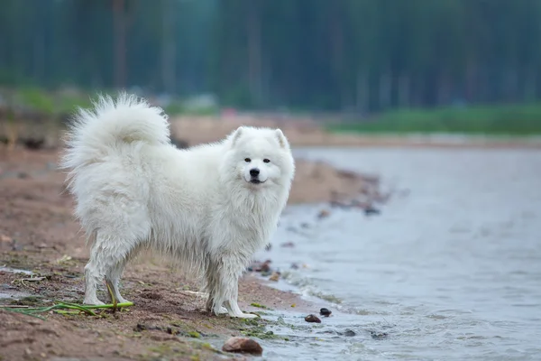 Čistokrevná samojed pes stojící kolem vody na pobřeží. — Stock fotografie