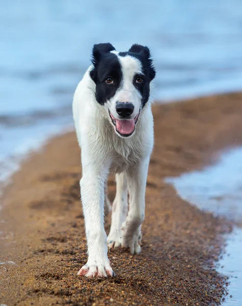 ウォッチドッグの子犬が海岸に唾を吐く砂に沿って歩く. — ストック写真