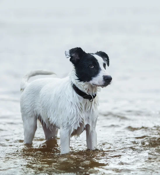 Spotty chien de garde debout dans l'eau sur le bord de la mer . — Photo