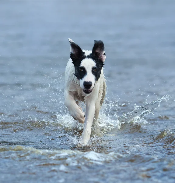 Puppy of mongrel running on water. — Stock Photo, Image