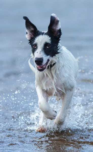 Gros plan chiot de bâtard courant sur l'eau . — Photo