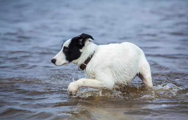 ウォッチドッグの子犬は水を恐れて. — ストック写真