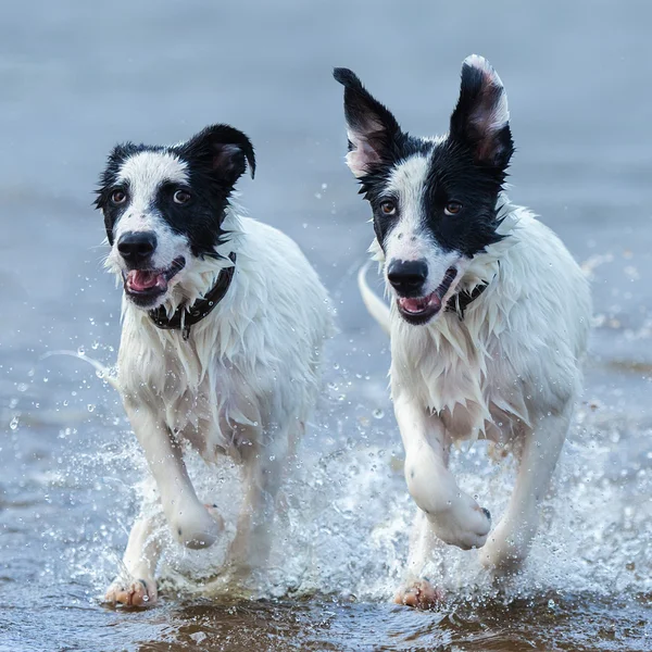 Fermer deux chiots de chien de garde courant sur l'eau . — Photo