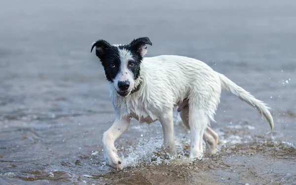 Chiot de race mixte chien jouant dans l'eau . — Photo