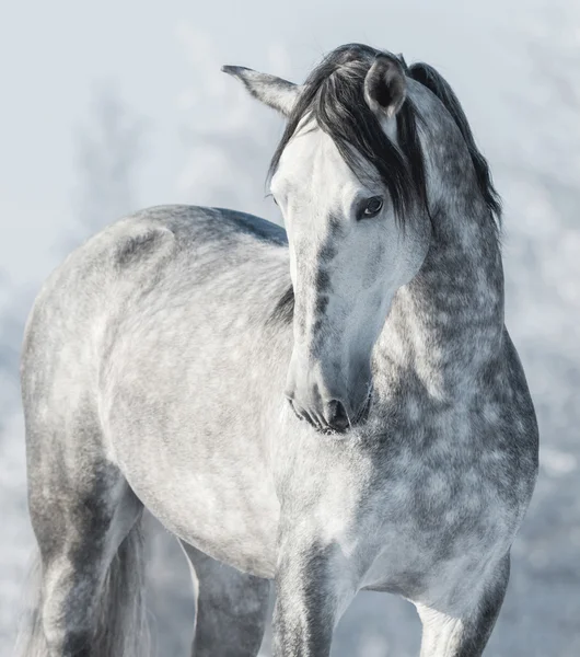 Spanisches Vollblut Schimmel im Winterwald. — Stockfoto