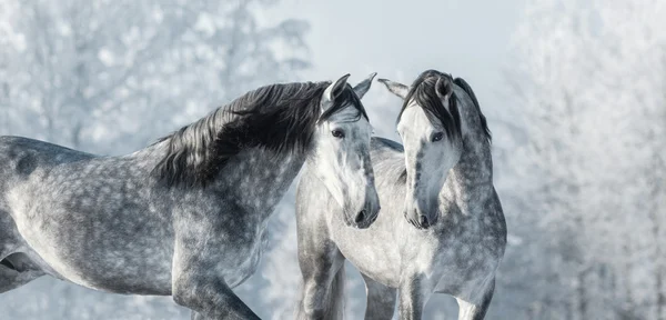 Twee volbloed grijze paarden in het winterwoud. — Stockfoto