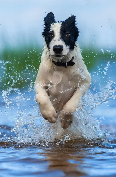 Close up running puppy of mongrel over water. — Stock Photo, Image