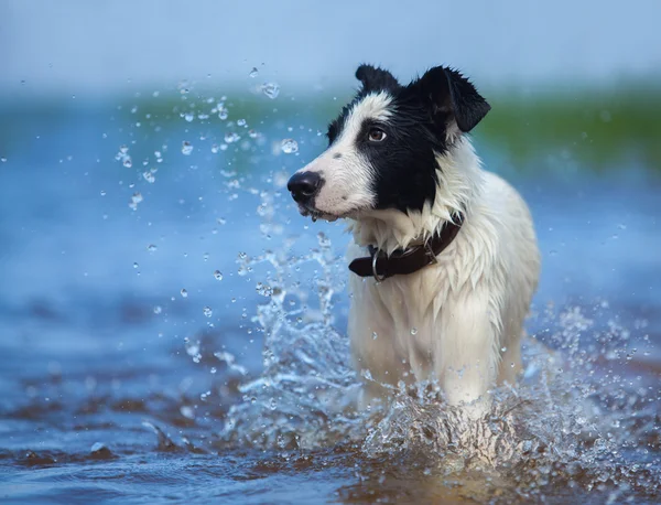 水しぶきで混合された品種犬の肖像画を間近します。. — ストック写真