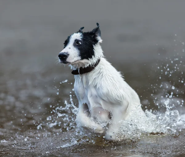 Puppy of mongrel  jumps out of water. — Stock Photo, Image