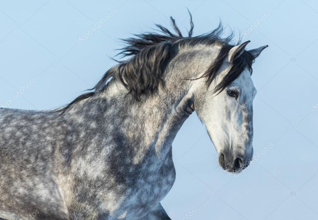 Obrazek
