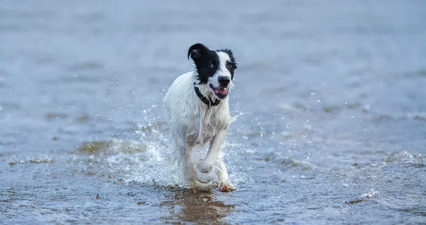 水を実行する雑種のむらの子犬. — ストック写真