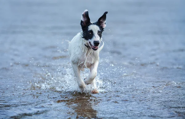 Puppy of watchdog running on water. — Stock Photo, Image