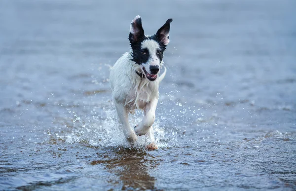 Chiot de garde courant sur l'eau . — Photo