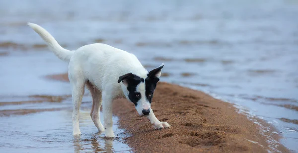 雑種の子犬を海岸で攻撃の準備します。. — ストック写真