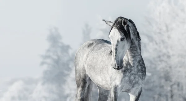 겨울 숲에서 스페인 혈통 회색 말의 초상화. — 스톡 사진