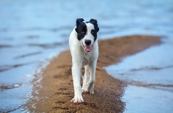 Spotty mongrel walks along sand spit on the seashore. — Stock Photo, Image