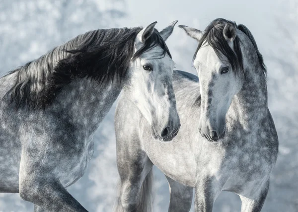 Porträtt av två spanska grå hingstar i vinter skog. — Stockfoto