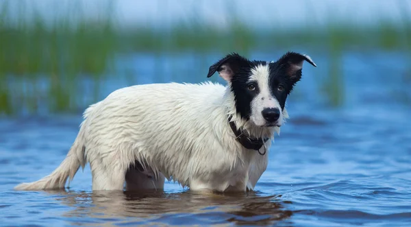 Spotty puppy of mongrel standing in water on the seashore. — Stock Photo, Image