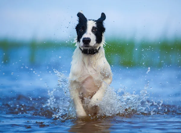 Activo cachorro atlético corriendo en el mar . — Foto de Stock