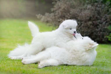 Samoed dog with puppy