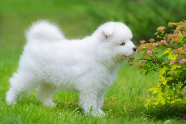 Samoyed köpek köpek yavrusu kokulu çiçek