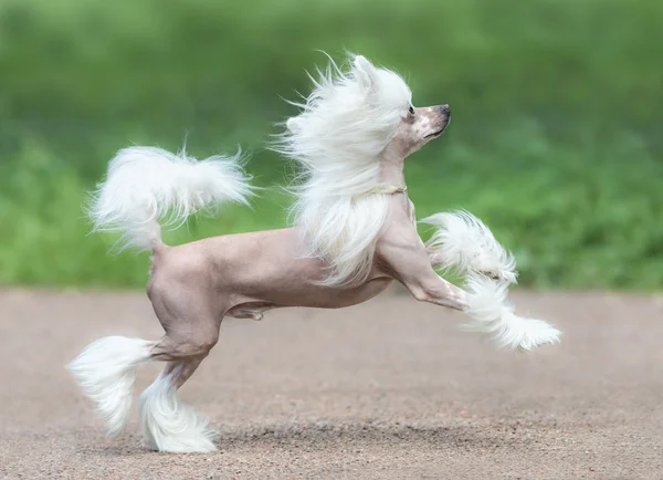 Raça de cão chinês Crested. Cão masculino . — Fotografia de Stock