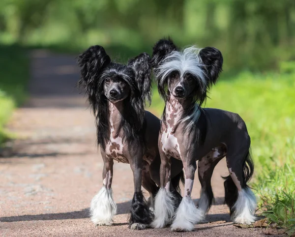 Raça de cão chinês Crested. Cão macho e fêmea . — Fotografia de Stock