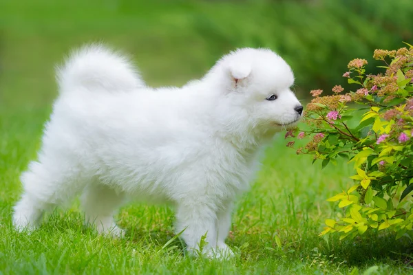 Samoyed perro cachorro oliendo flor — Foto de Stock