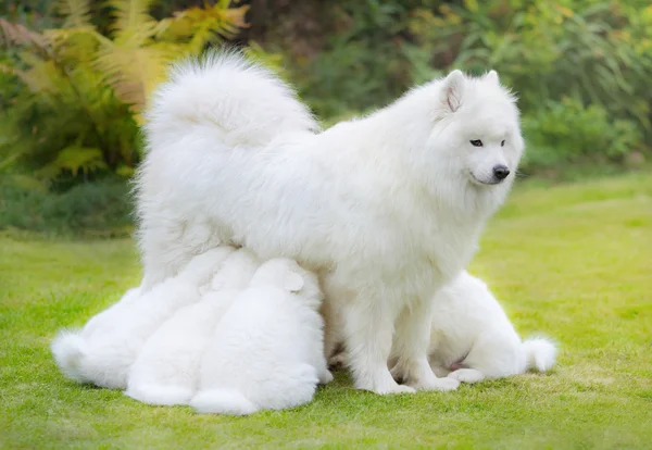 Κουτάβια Samoyed σκυλί θηλάζει τη μητέρα. — Φωτογραφία Αρχείου