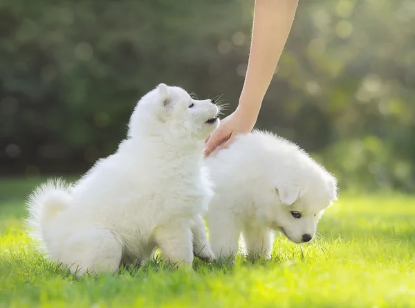 Human hand patting white puppy of Samoyed dog.