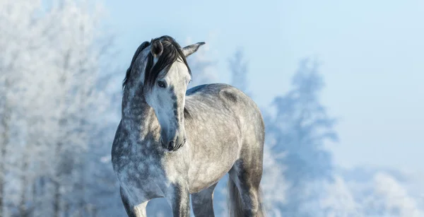 Caballo gris pura sangre andaluza en bosque invernal — Foto de Stock