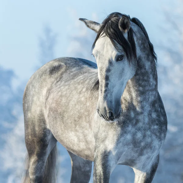 Портрет чистокровного сірого жеребця в зимовому лісі — стокове фото