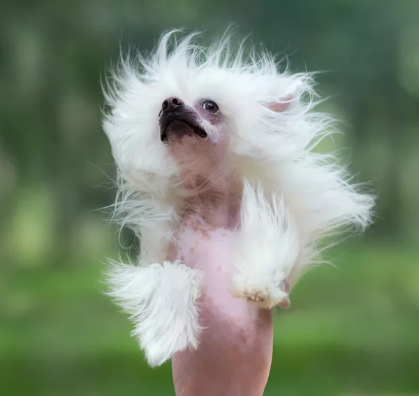 Raça de cão chinês Crested. Criação de cães . — Fotografia de Stock