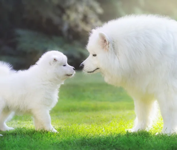 Samojedvalpar hund. Hund mor med valp — Stockfoto