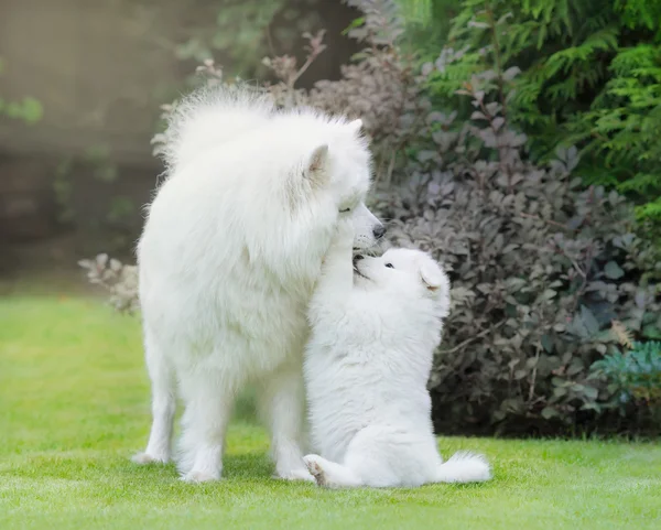 Samojeed hond. Hond moeder met de puppy spelen — Stockfoto