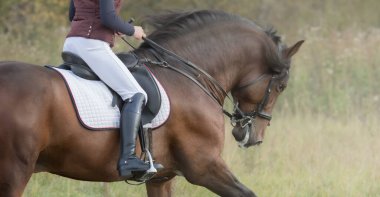 Atlı kadın ata biniyor. Kadın binicinin ve Bay Horse 'unun profili..