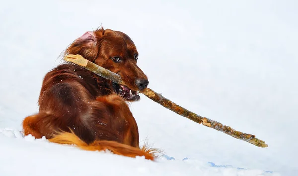 Dog Breed Irish Red Setter Stick Wintertime Horizontal Outdoors Image — Stock Photo, Image
