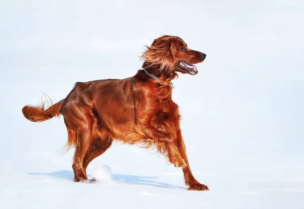 Dog Breed Irish Red Setter Wintertime Horizontal Outdoors Image — Stock Photo, Image