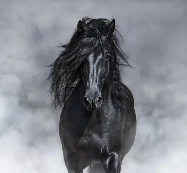 黒と白 光煙の中で黒アンダルシア馬の肖像画 — ストック写真