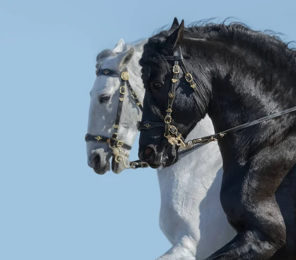 空を背景に移動中の2つのアンダルシアの馬の肖像画 黒馬の選択的焦点 — ストック写真