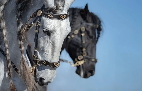 Retrato Dos Caballos Andaluces Movimiento Sobre Fondo Celeste Enfoque Selectivo — Foto de Stock