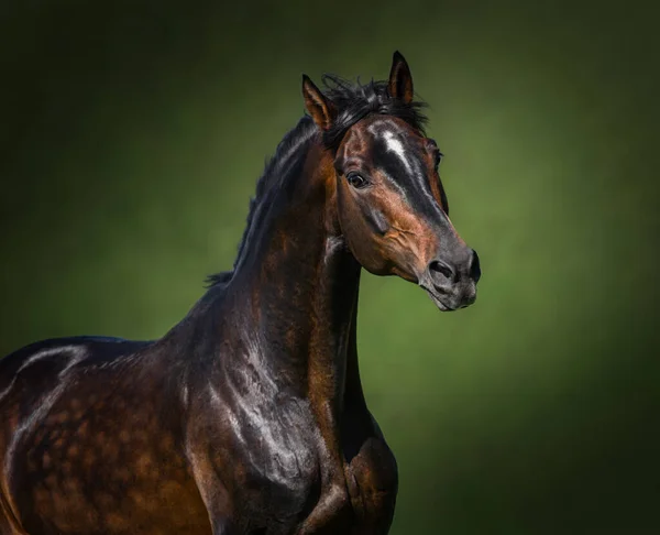 Retrato Bahía Orlov Rostopchin Caballo Sobre Fondo Verde — Foto de Stock