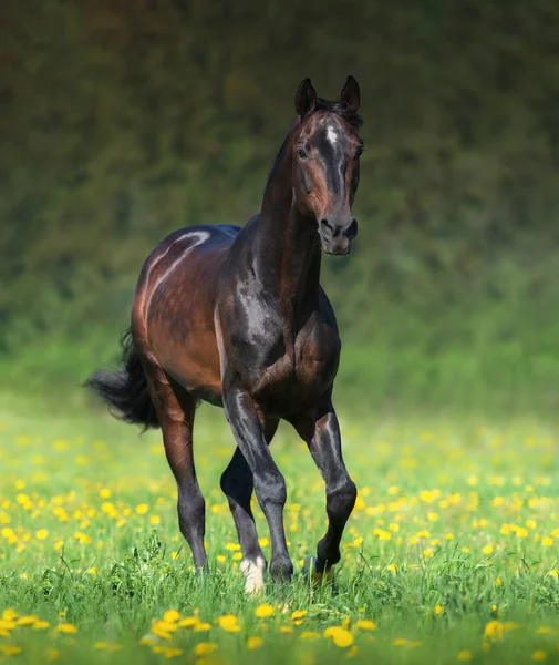 Beautiful Bay Horse Running Meadow Summertime Vertical Outdoors Image — Stock Photo, Image