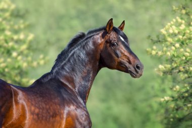 Arka plandaki Bay Horse 'un portresi bahar arkaplanındaki kameraya bakıyor..
