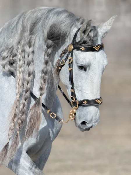 Cavalo Andaluz Cinza Claro Com Crina Longa Freio Barroco — Fotografia de Stock