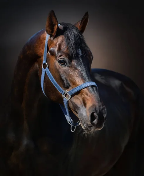 暗い背景に青のホルターにベイオルロフ ロストプチン馬の肖像画 — ストック写真