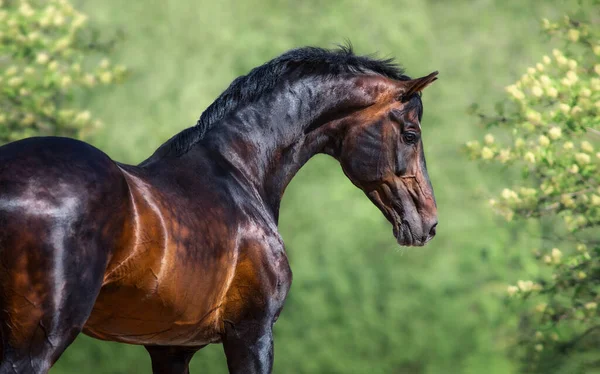 Portrait Bay Orlov Rostopchin Horse Back Looking Camera Spring Flower — Stock Photo, Image