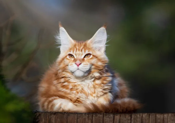Red Spotted Maine Coon Kitten Cat Resting Stump Kitten Months — Stock Photo, Image